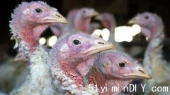 【阻禽流感蔓延】菲沙河谷农场扑杀4000火鸡(图)