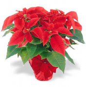 圣诞红 Poinsettias