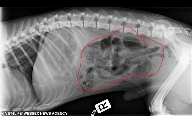 英国狗狗爱乱吃东西连嘴套都不放过，曾4次做开腹手术还不长教训