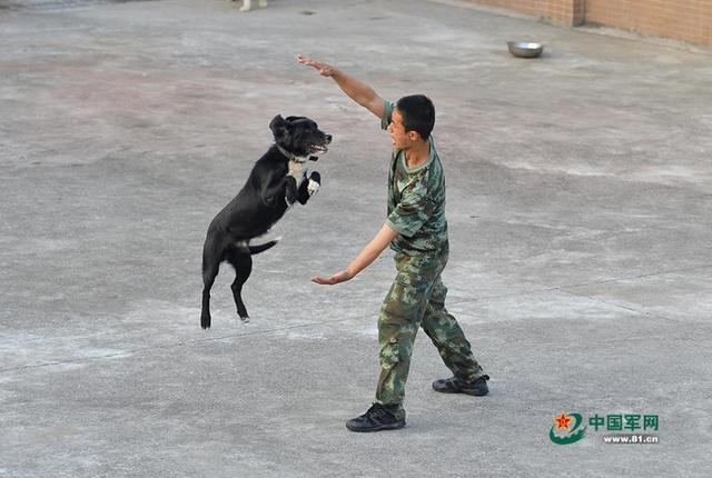 中国、白俄及哈国训犬师将参加“忠实朋友”训犬竞赛