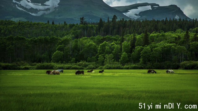 A group of horses grazing in a field with trees and mountains in the background

Description automatically generated